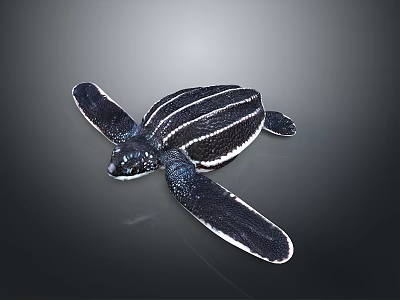 Black and White Striped Sea Turtle Reptile with Large Flippers on Gray Background 3d model