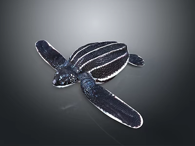 Realistic Style Black Turtle Sea Turtle Sea Life Turtle Small Turtle Green Turtle Big Turtle Black Turtle 3d model