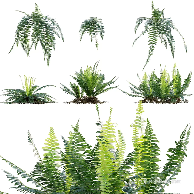 Lush Green Fern Plant Combination With Various Varieties For Indoor Decoration 3d model 