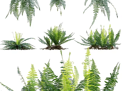 Lush Green Fern Plant Combination With Various Varieties For Indoor Decoration 3d model