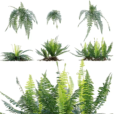 Lush Green Fern Plant Combination With Various Varieties For Indoor Decoration 3d model