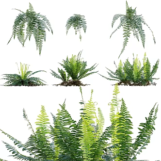 fern 3d model