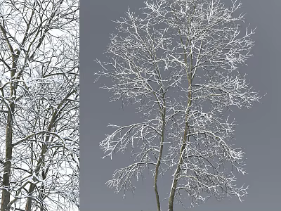 Snow Covered Tree Branches in Winter With White Frost and Natural Look 3d model