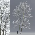 Snow Covered Tree Branches in Winter With White Frost and Natural Look