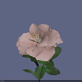 Single Beautiful Pink Flower With Lush Green Leaves On Soft Purple Background