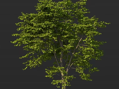 Lush Green Arbor With Dense Foliage And Sturdy Trunk In Natural Scene 3d model