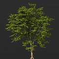 Lush Green Arbor With Dense Foliage And Sturdy Trunk In Natural Scene
