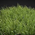 Lush Sunlit Green Grass With Tall Blades And Natural Healthy Growth
