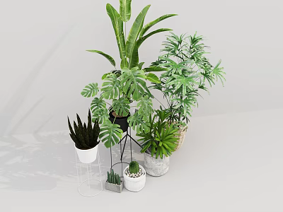 Indoor Potted Plants With White Black Woven Planters And Various Greenery Sizes 3d model