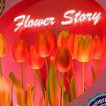 Vibrant Pink Flower Story Photo Spot with Tulips Lighting and People Taking