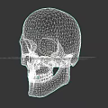 Colorful Anatomical Human Skull Sculpture Showcasing Detailed Sectional Design Elements