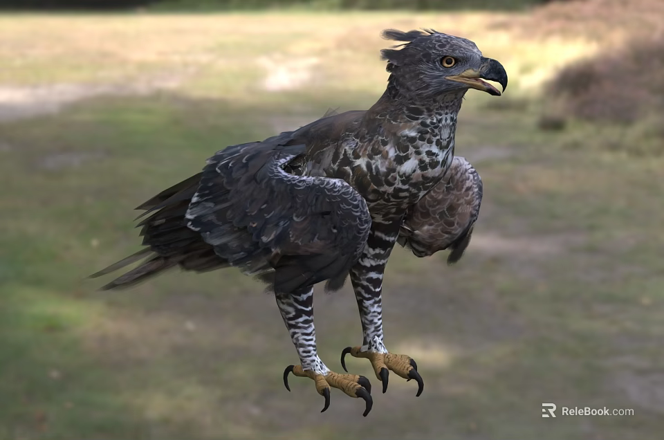 Majestic Eagle Flying with Spread Wings and Sharp Talons in Natural Habitat 3d model 