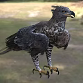 Majestic Eagle Flying with Spread Wings and Sharp Talons in Natural Habitat