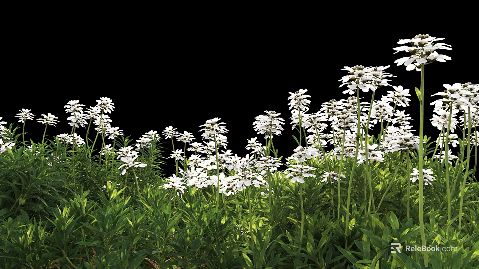 White Flowers With Green Leaves Growing Against Black Background 3d model 