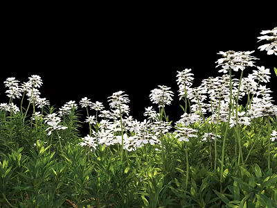 White Flowers With Green Leaves Growing Against Black Background 3d model