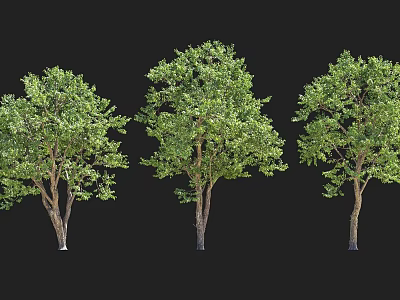Three Arbor Trees Standing With Lush Green Leaves Against Black Background 3d model
