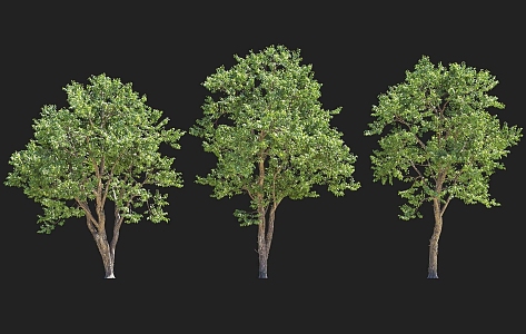 Garden landscape tree hairy car beam wood dogwood wild tree garden tree pool group sketch cluster isolated tree planting 3d model