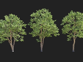 Garden landscape tree hairy car beam wood dogwood wild tree garden tree pool group sketch cluster isolated tree planting 3d model