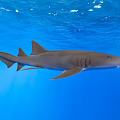 Graceful Shark Swimming in Clear Blue Ocean Water Under Sunlight Rays