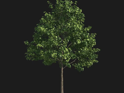 Lush Green Arbor with Dense Foliage and Strong Trunk Against Black Background 3d model