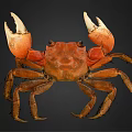 Orange Brown Crab With Large Claws On Black Background Detailed Appearance View