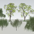 Diverse Ornamental Trees Including Willow and Purple Flowering Varieties for Landscaping