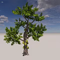 Jackfruit Trees With Lush Green Leaves And Ripe Fruits Under Blue Sky And White Clouds