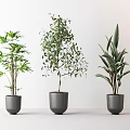 Three Indoor Bonsai Potted Plants With Gray Pots And Different Leaf Types 3d model
