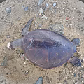 Modern Turtle Wounded Turtle 3d model