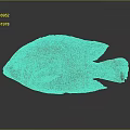 Vibrant Orange Fish With Bright Body Fins And Tail Isolated On Gray Background