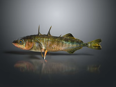 Greenish Brown Fish With Spines On Back And Shiny Scales On Dark Surface 3d model