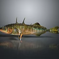 Greenish Brown Fish With Spines On Back And Shiny Scales On Dark Surface