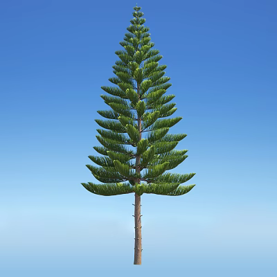 Modern tree hetero-leaf southern Chinese fir tree 3d model Modern tree hetero-leaf southern Chinese fir tree 3d model