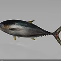 Whole Tuna Fish with Dark Back Light Belly and Yellow Fins on Gray Background