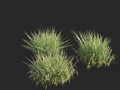 Lush Green Grass Tufts Isolated On Black Background For Natural Landscaping 3d model