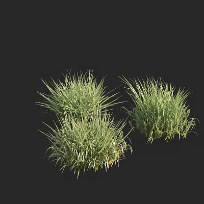 Flowers and plants of the genus Arundo 3d model