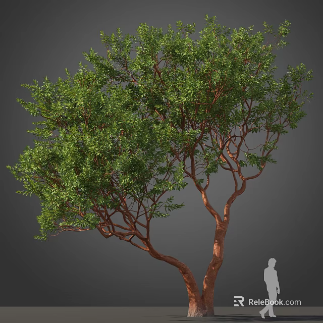 Tall Arbor With Green Lush Foliage Brown Trunk And Human Silhouette 3d model 