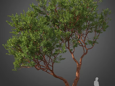 Tall Arbor With Green Lush Foliage Brown Trunk And Human Silhouette 3d model