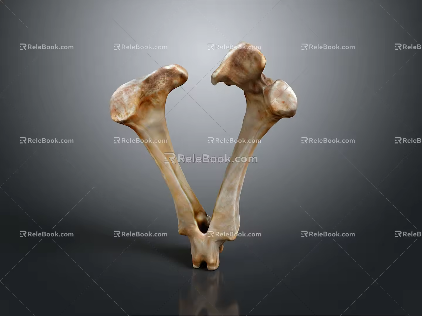 Knee Bone Leg Bone Joint PBR Model Game Model Game Item 3d model