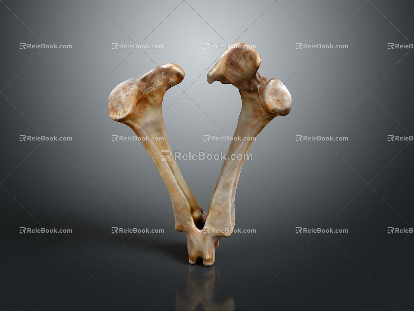 Knee Bone Leg Bone Joint PBR PBR Model Game Model Game Item 3d model