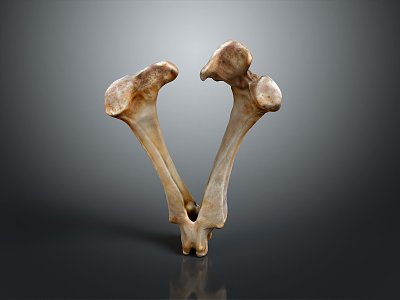 Knee Bone Leg Bone Joint PBR Model Game Model Game Item model