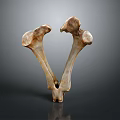 Knee Bone Leg Bone Joint PBR Model Game Model Game Item 3d model