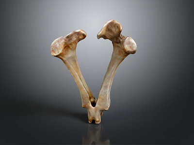 Two Fossilized Femur Bones Displayed Against Gray Background 3d model