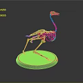 Ostrich Skeleton Model Displaying Bone Organs And Hair Structure On Stand 3d model