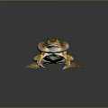 Green And Yellow Spotted Frog With Large Eyes And Inflated Vocal Sacs In Standing Pose