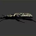 Black and White Patterned Beetle with Intricate Carapace Design Long Antennae and Segmented Legs