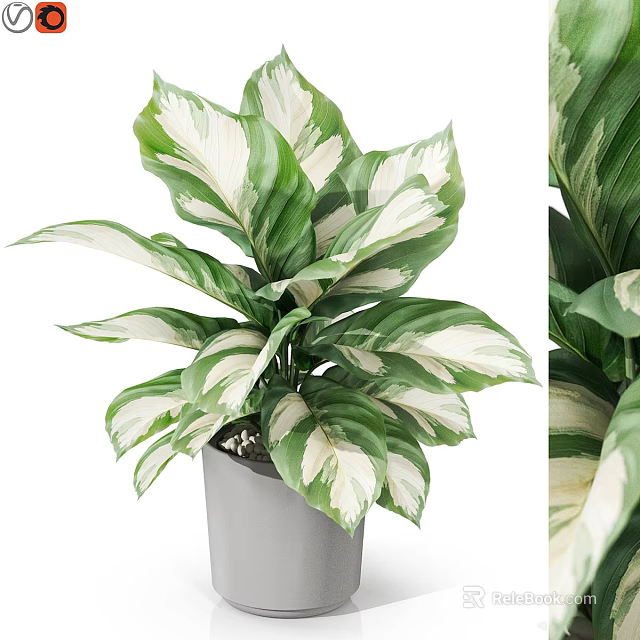Beautiful Variegated Potted Plant With Green And White Leaves In Gray Pot For Indoor Decoration 3d model 