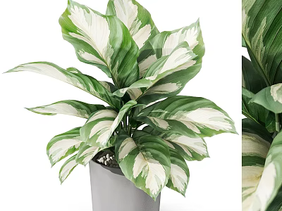 Beautiful Variegated Potted Plant With Green And White Leaves In Gray Pot For Indoor Decoration 3d model