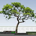 Tall Green Leafy Tree Standing Against Blue Sky With White Wall and Green Grass Below