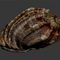 Colorful Conch Shell With Spiral Pattern And Detailed Striped Texture On Dark Background